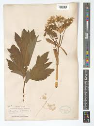 Attēlu rezultāti vaicājumam “Heracleum sphondylium subsp. sibiricum”