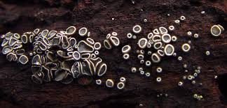 Attēlu rezultāti vaicājumam “Mollisia cinerea”