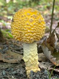 Attēlu rezultāti vaicājumam “Eocronartium muscicola”