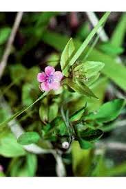 Image result for Anagallis arvensis