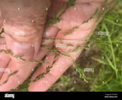 Attēlu rezultāti vaicājumam “Glyceria striata”