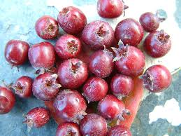 Attēlu rezultāti vaicājumam “Crataegus macracantha fruit”