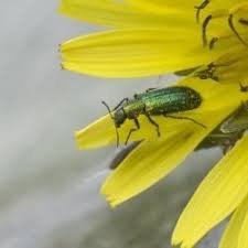 Attēlu rezultāti vaicājumam “Dasytidae”