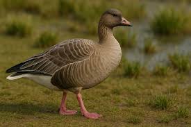 Image result for Anser brachyrhynchus