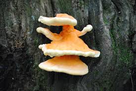 Attēlu rezultāti vaicājumam “Diplomitoporus flavescens”