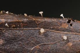 Attēlu rezultāti vaicājumam “Hymenoscyphus sp.”