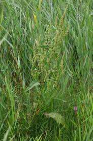Attēlu rezultāti vaicājumam “Rumex hydrolapathum”