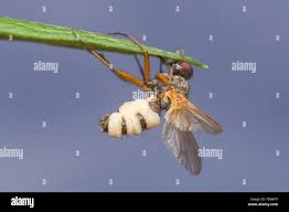 Attēlu rezultāti vaicājumam “Entomophthora”