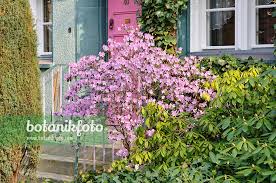 Attēlu rezultāti vaicājumam “Rhododendron sichotense flower”