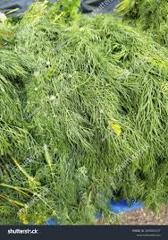 Attēlu rezultāti vaicājumam “Anethum graveolens leaf”