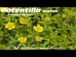 Attēlu rezultāti vaicājumam “Potentilla reptans”