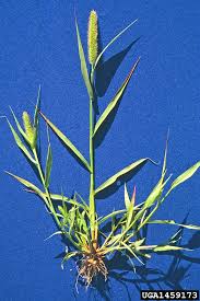 Attēlu rezultāti vaicājumam “Setaria viridis leaf”