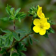 Attēlu rezultāti vaicājumam “Potentilla erecta flower”
