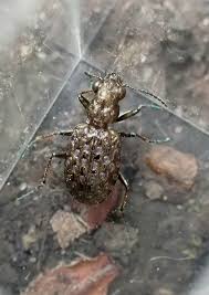 Attēlu rezultāti vaicājumam “Elaphrus cupreus”