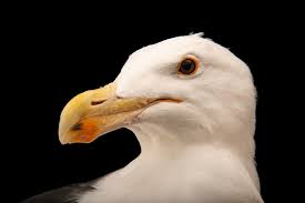 Attēlu rezultāti vaicājumam “Larus marinus”