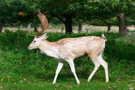 Attēlu rezultāti vaicājumam “Dama dama”