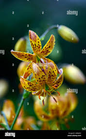 Attēlu rezultāti vaicājumam “Lilium martagon flower”