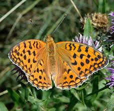 Attēlu rezultāti vaicājumam “Argynnis niobe”