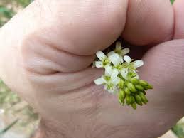 Attēlu rezultāti vaicājumam “Arabis glabra leaf”