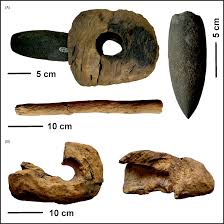 Attēlu rezultāti vaicājumam “Populus x lettland”