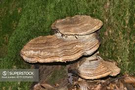 Attēlu rezultāti vaicājumam “Daedalea quercina”