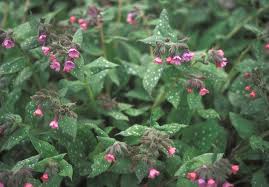 Attēlu rezultāti vaicājumam “Pulmonaria saccharata”