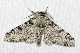 Attēlu rezultāti vaicājumam “Geometridae”