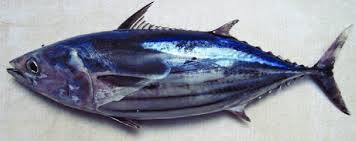 Image result for Katsuwonus pelamis
