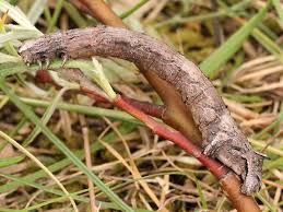 Attēlu rezultāti vaicājumam “Crocallis elinguaria larva”