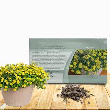 Image result for Sanvitalia procumbens