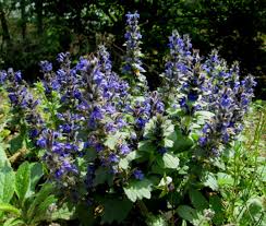 Attēlu rezultāti vaicājumam “Ajuga genevensis flower”
