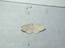 Attēlu rezultāti vaicājumam “Cyclophora albipunctata”