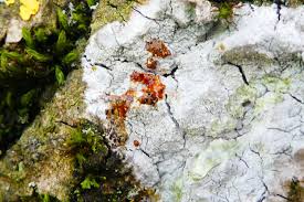 Attēlu rezultāti vaicājumam “Phlyctis agelaea”