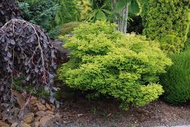 Attēlu rezultāti vaicājumam “Taxodium distichum”