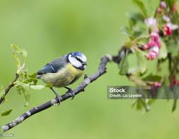 Attēlu rezultāti vaicājumam “Cyanistes caeruleus adult”