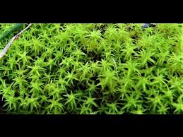 Attēlu rezultāti vaicājumam “Paludella squarrosa sporophyte”