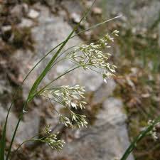 Attēlu rezultāti vaicājumam “Luzula luzuloides”