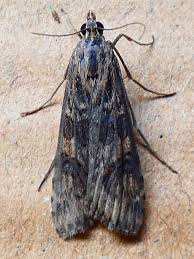 Attēlu rezultāti vaicājumam “Nomophila noctuella”