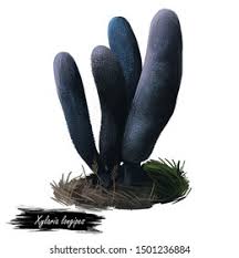 Attēlu rezultāti vaicājumam “Xylaria longipes”