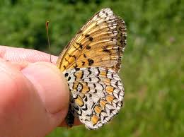 Attēlu rezultāti vaicājumam “Melitaea phoebe underside”