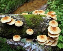 Attēlu rezultāti vaicājumam “Octospora splachnophila spores”