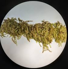 Attēlu rezultāti vaicājumam “Lophocolea coadunata”