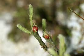 Attēlu rezultāti vaicājumam “Hedwigia ciliata sporophyte”