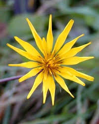 Image result for Tragopogon pratensis