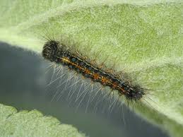 Attēlu rezultāti vaicājumam “Lymantria dispar larva”