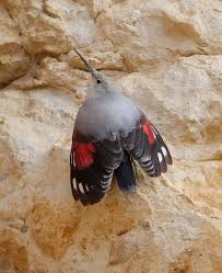 Image result for Tichodroma muraria