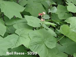 Attēlu rezultāti vaicājumam “Rubus parviflorus leaf”