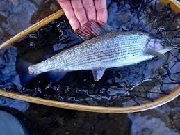 Image result for Dulverton Angling Association