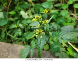 Attēlu rezultāti vaicājumam “Rorippa palustris leaf”