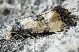 Attēlu rezultāti vaicājumam “Cochylis dubitana”